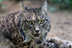 Iberian (španjolski) ris Iberian (španjolski) ris